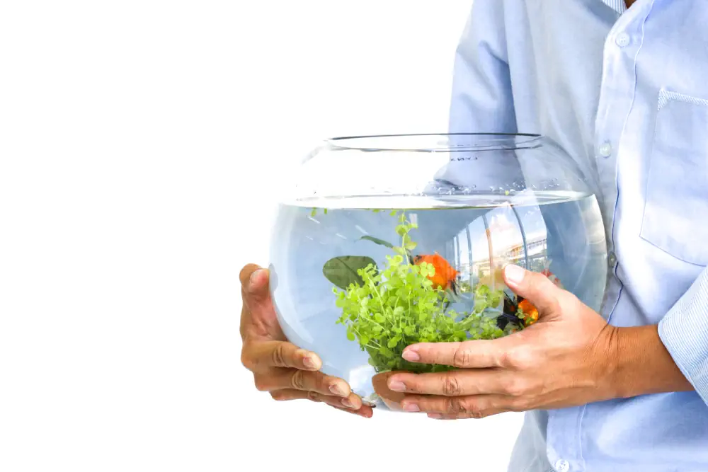 Person trägt Aquarium